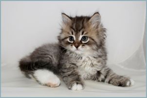 Male Siberian Kitten from Deedlebug Siberians